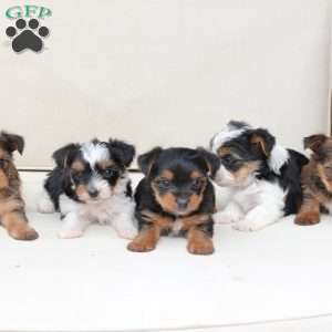 Roxy, Yorkie Puppy