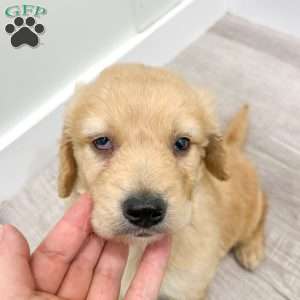 Sammy, Goldendoodle Puppy