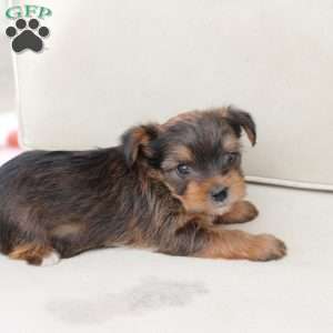 Rocky, Yorkie Puppy
