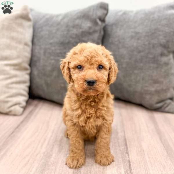 Autumn, Goldendoodle Puppy
