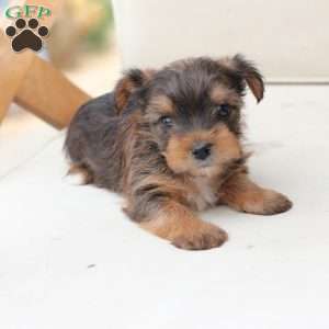 Rocky, Yorkie Puppy