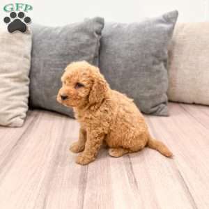 Autumn, Goldendoodle Puppy