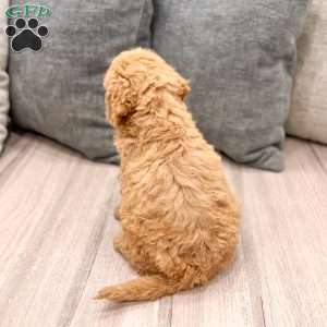 Autumn, Goldendoodle Puppy