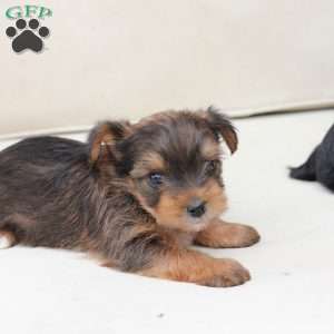 Rocky, Yorkie Puppy