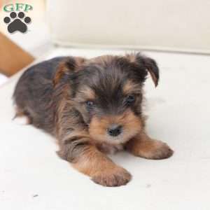 Rocky, Yorkie Puppy