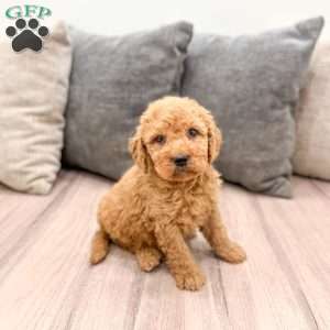 Autumn, Goldendoodle Puppy