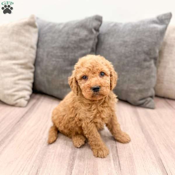 Autumn, Goldendoodle Puppy