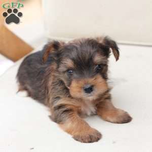Rocky, Yorkie Puppy