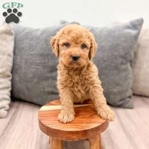 Autumn, Goldendoodle Puppy