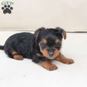 Maverick, Yorkie Puppy
