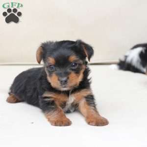 Maverick, Yorkie Puppy