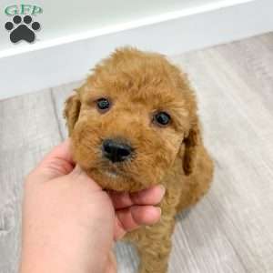 Autumn, Goldendoodle Puppy