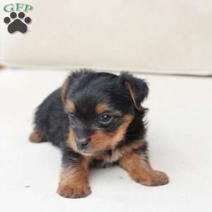 Maverick, Yorkie Puppy