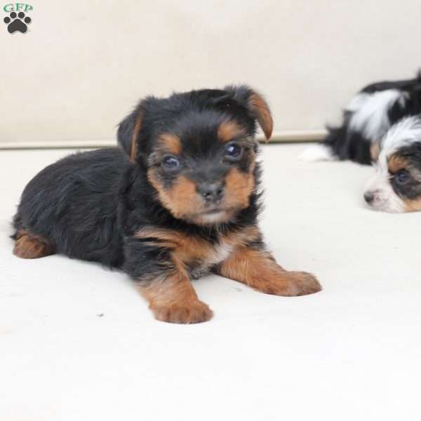 Maverick, Yorkie Puppy