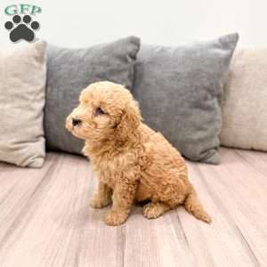 Lucky, Goldendoodle Puppy