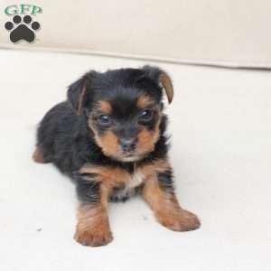 Maverick, Yorkie Puppy