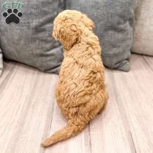 Lucky, Goldendoodle Puppy