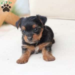 Maverick, Yorkie Puppy
