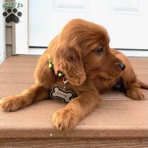 Sasha, Irish Setter Puppy