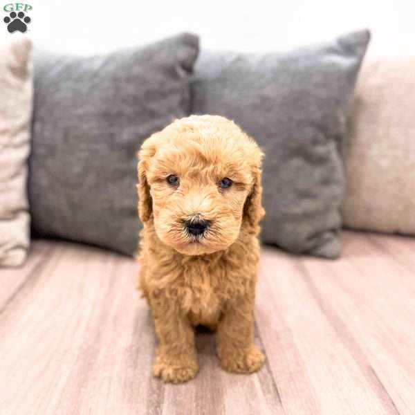 Lucky, Goldendoodle Puppy