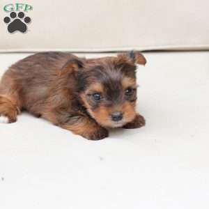 Willow, Yorkie Puppy