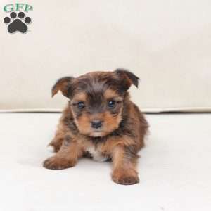 Willow, Yorkie Puppy