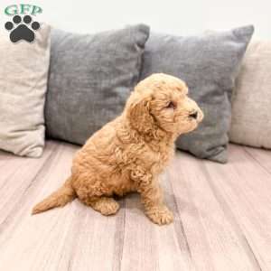 Lucky, Goldendoodle Puppy