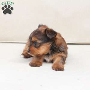 Willow, Yorkie Puppy