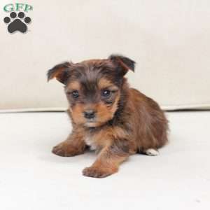 Willow, Yorkie Puppy