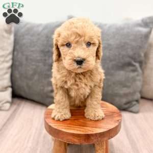 Lucky, Goldendoodle Puppy