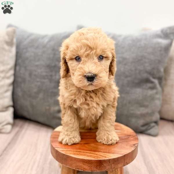 Lucky, Goldendoodle Puppy