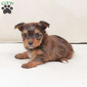 Willow, Yorkie Puppy