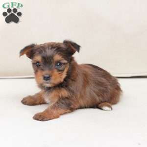 Willow, Yorkie Puppy