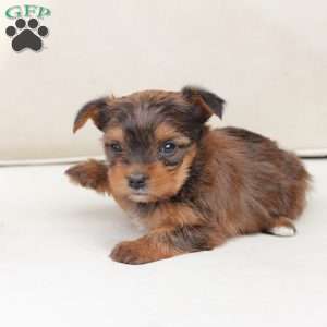 Willow, Yorkie Puppy