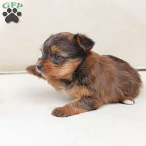 Willow, Yorkie Puppy