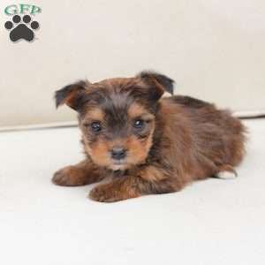 Willow, Yorkie Puppy