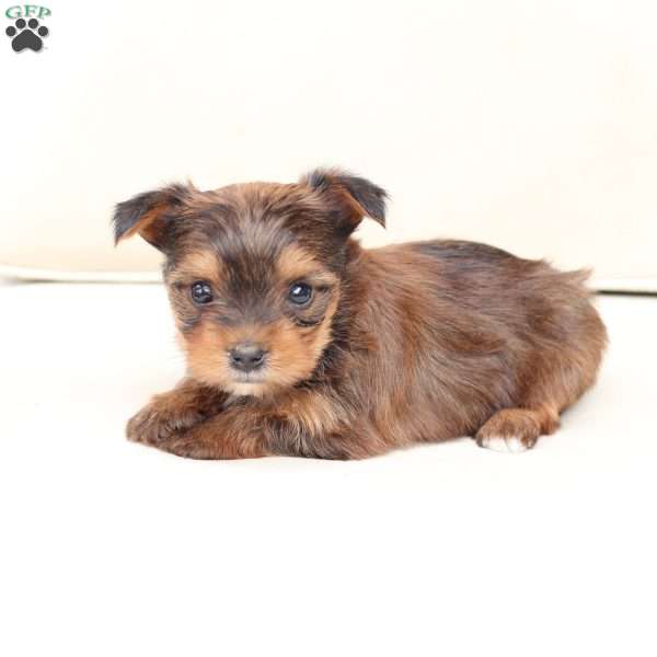 Willow, Yorkie Puppy