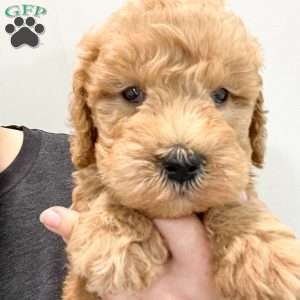 Lucky, Goldendoodle Puppy