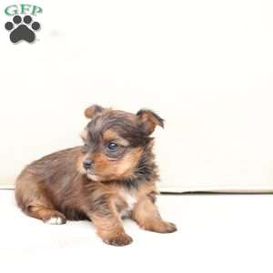 Willow, Yorkie Puppy