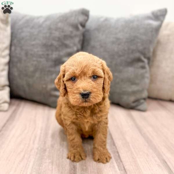 Nala, Goldendoodle Puppy