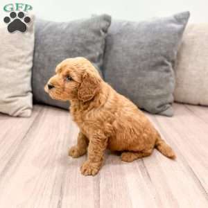 Nala, Goldendoodle Puppy