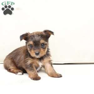 Willow, Yorkie Puppy