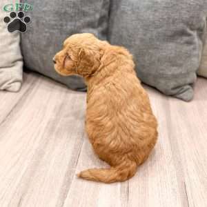 Nala, Goldendoodle Puppy