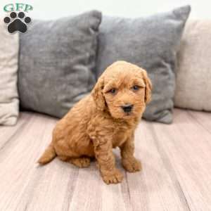 Nala, Goldendoodle Puppy