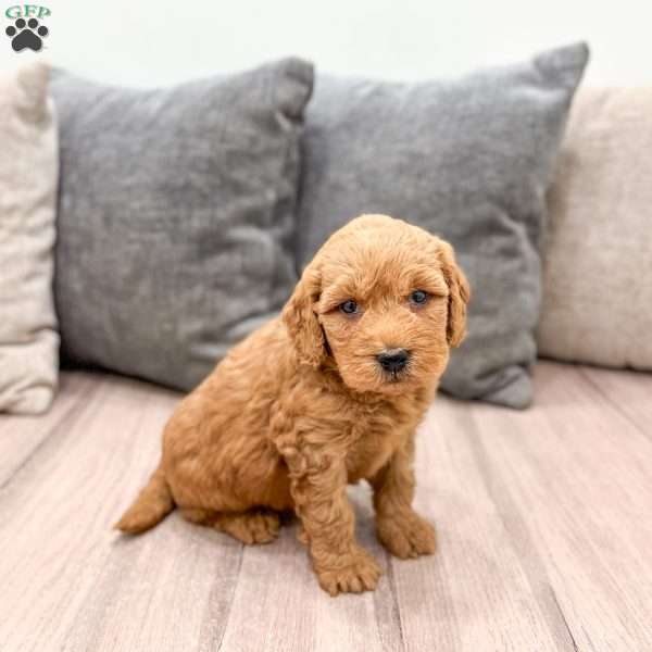 Nala, Goldendoodle Puppy