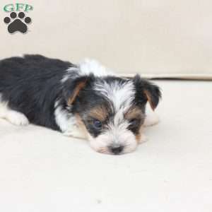 Roxy, Yorkie Puppy