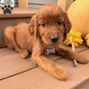 Sasha, Irish Setter Puppy
