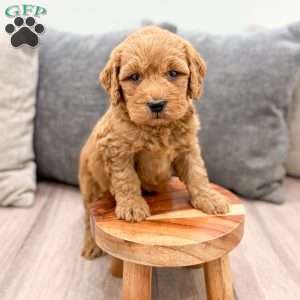 Nala, Goldendoodle Puppy