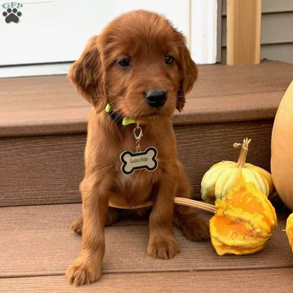 Sasha, Irish Setter Puppy
