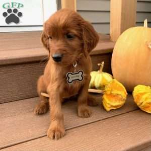 Sasha, Irish Setter Puppy